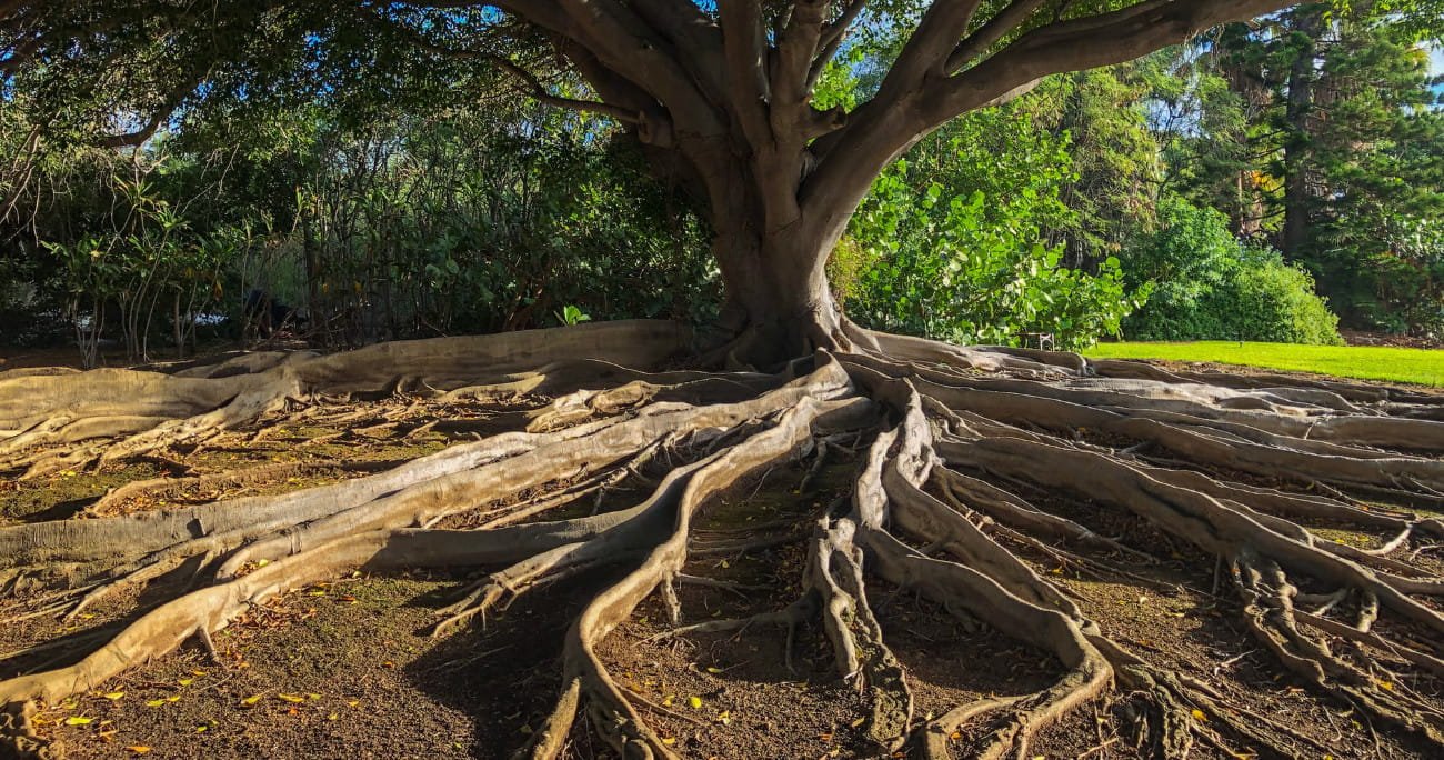 large tree with exposed roots
