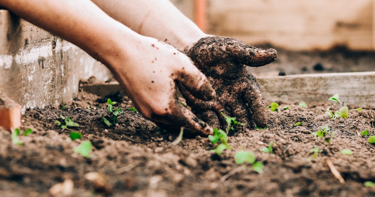 hands planting a flower in soil