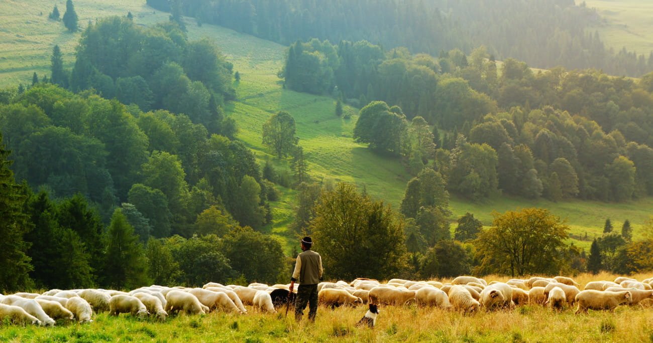shepherd in a field with sheep